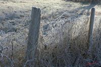Cjp_2010_01_31_111159 (1).jpg